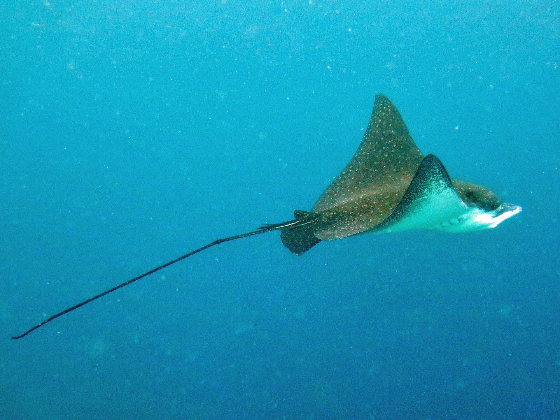 Raie aigle léopard (Aetobatus ocellatus)