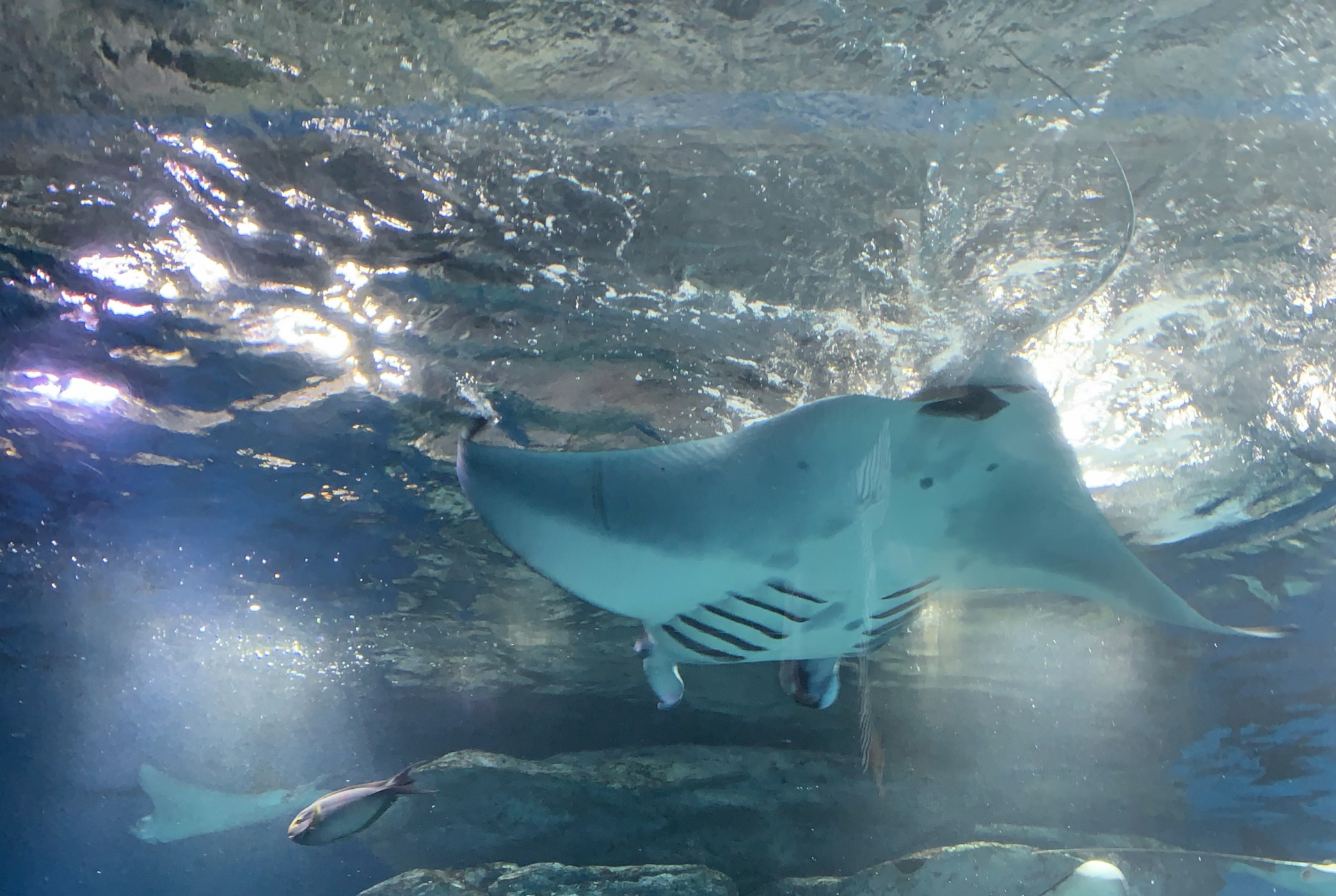 Raie manta de récif (Mobula alfredi)