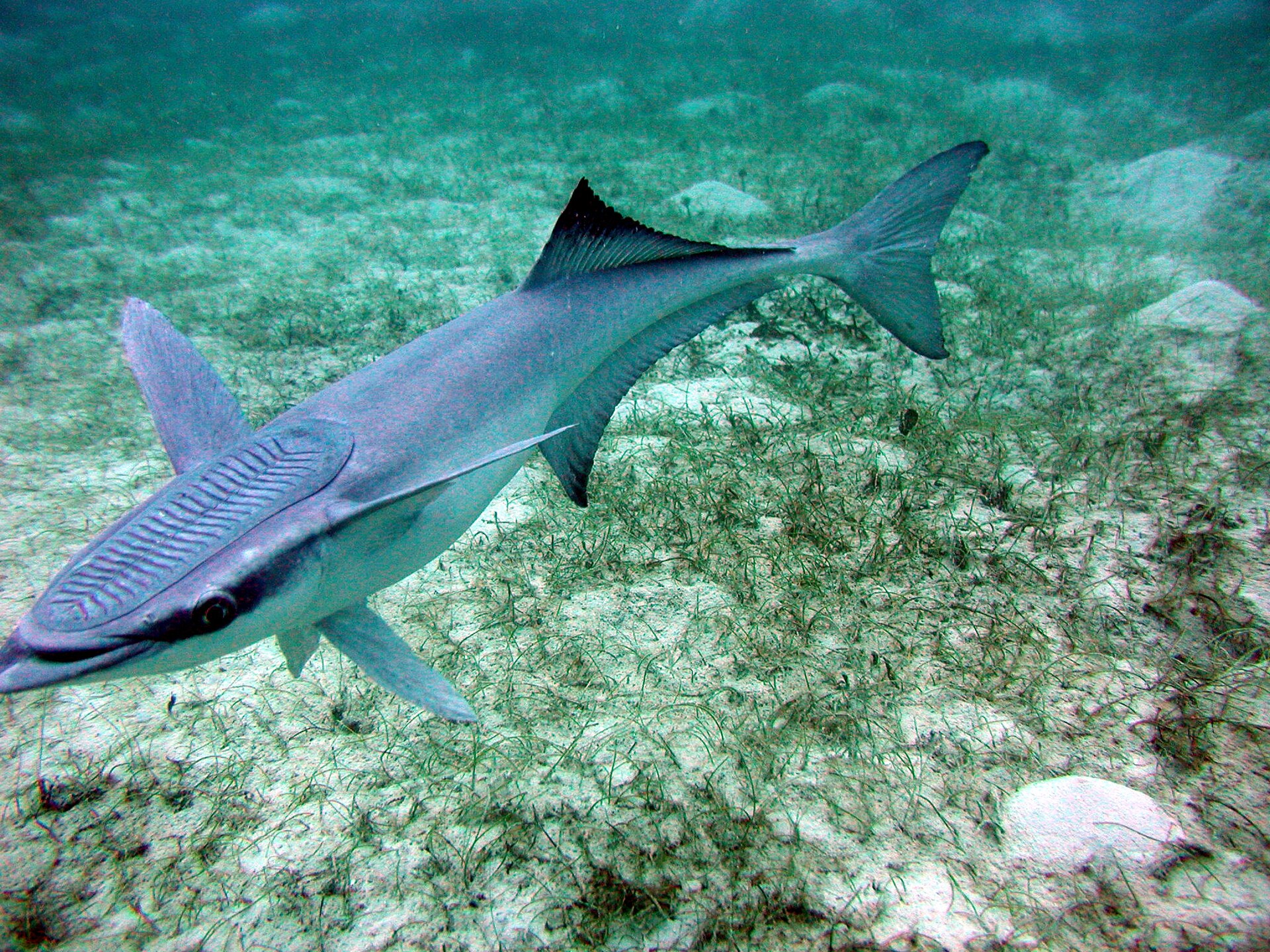 Rémora (Echeneis naucrates)