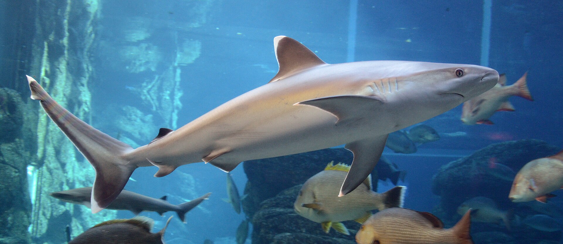 Requin à ailerons blancs de récif (Carcharhinus albimarginatus)