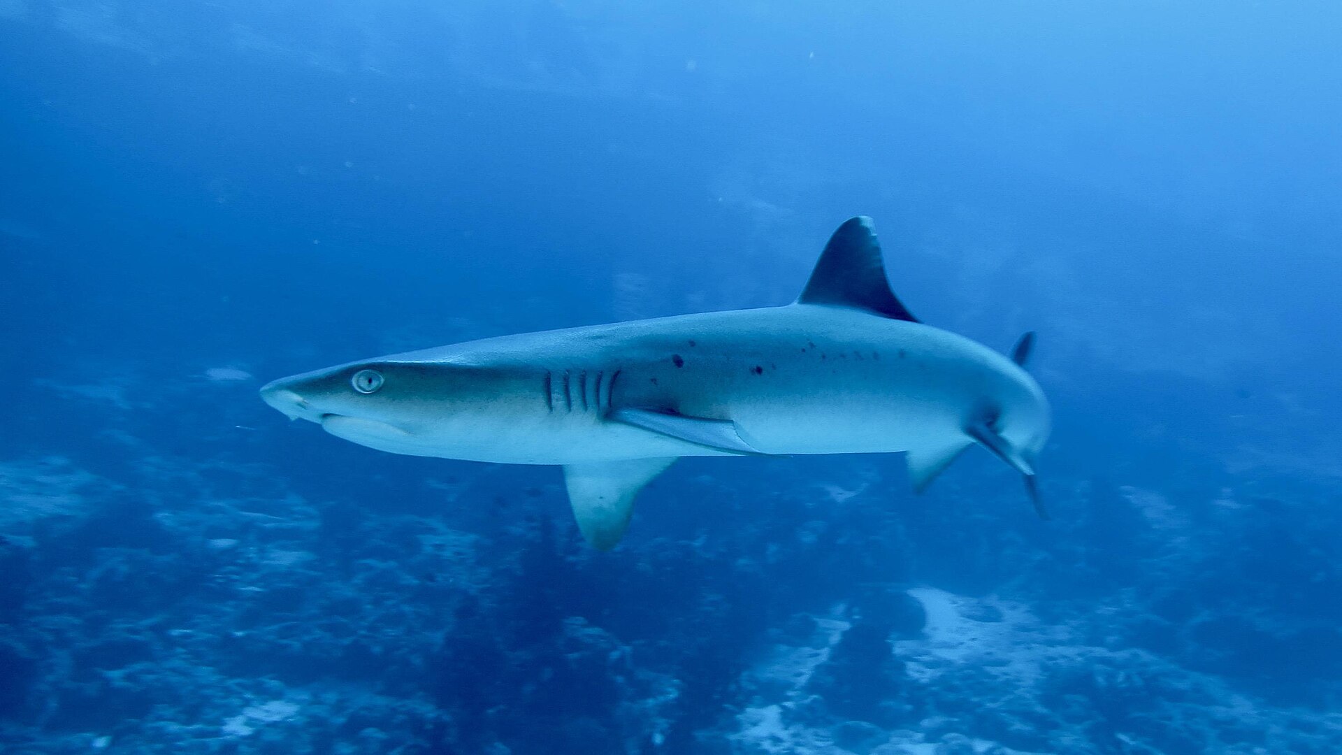 Requin à pointe blanche du lagon (Triaenodon obesus)