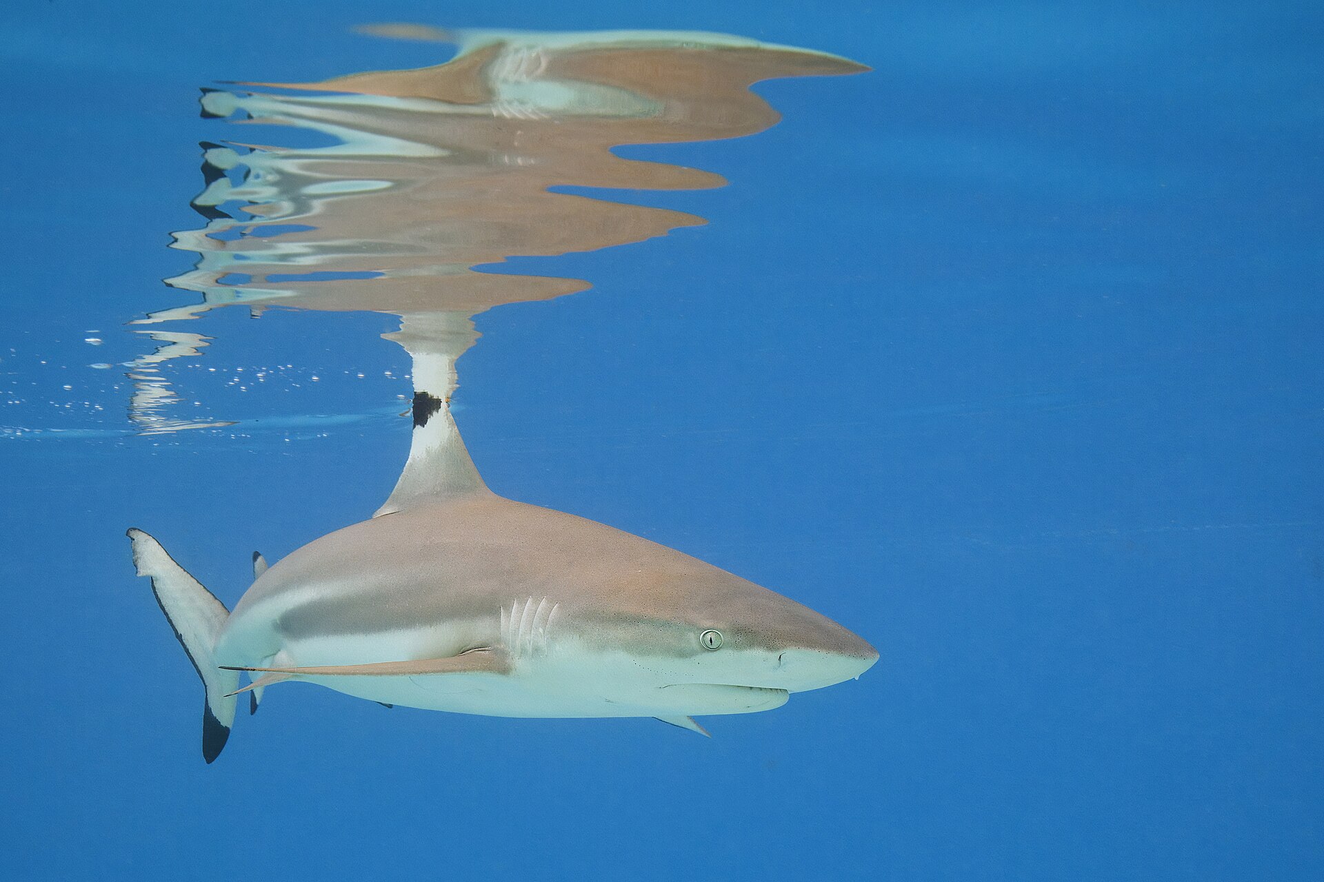 Requin à pointes noires (Carcharhinus melanopterus)