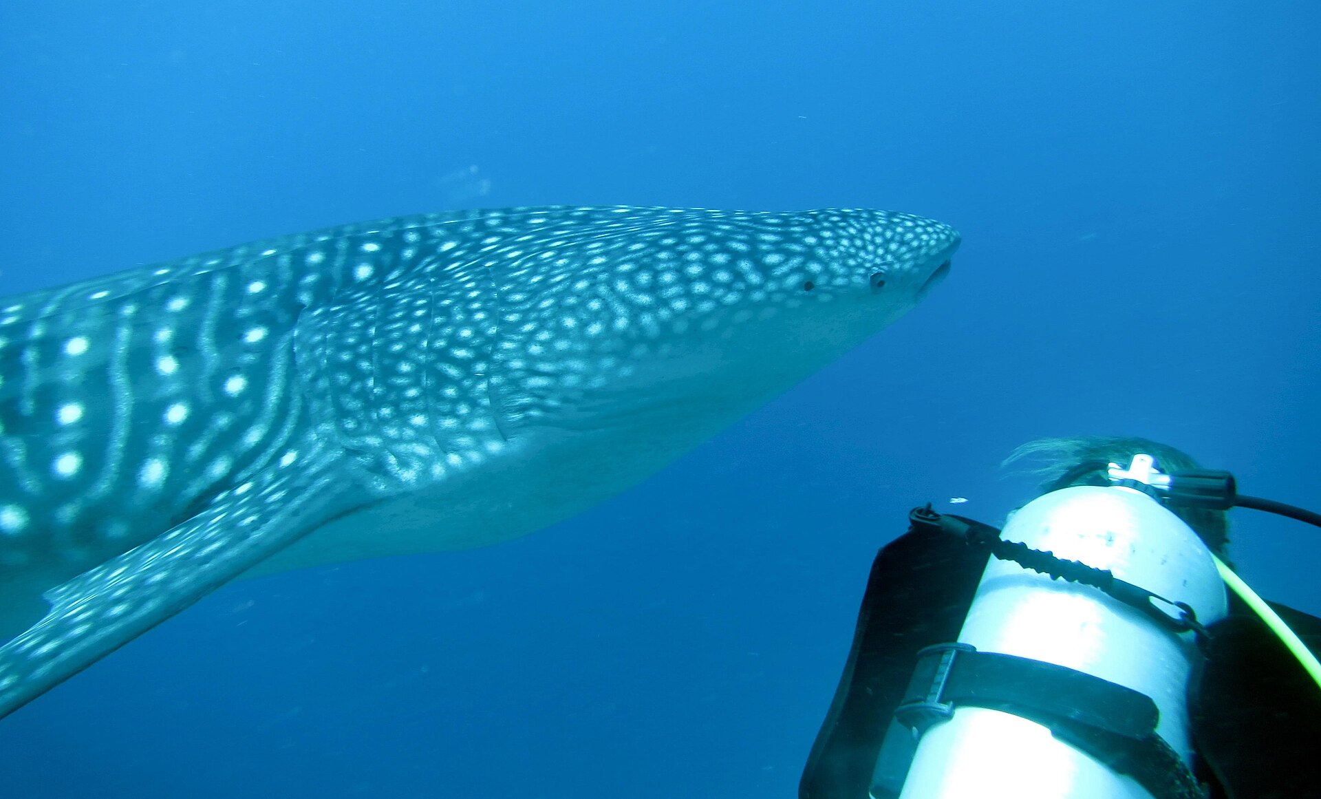 Requin-baleine (Rhincodon typus)
