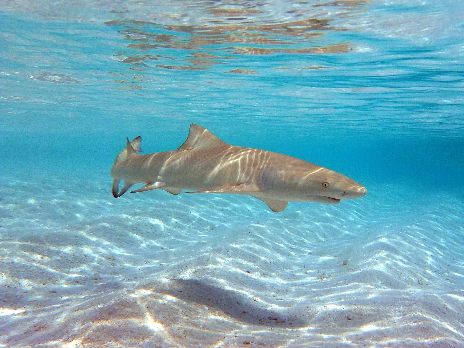 Requin citron (Negaprion acutidens)