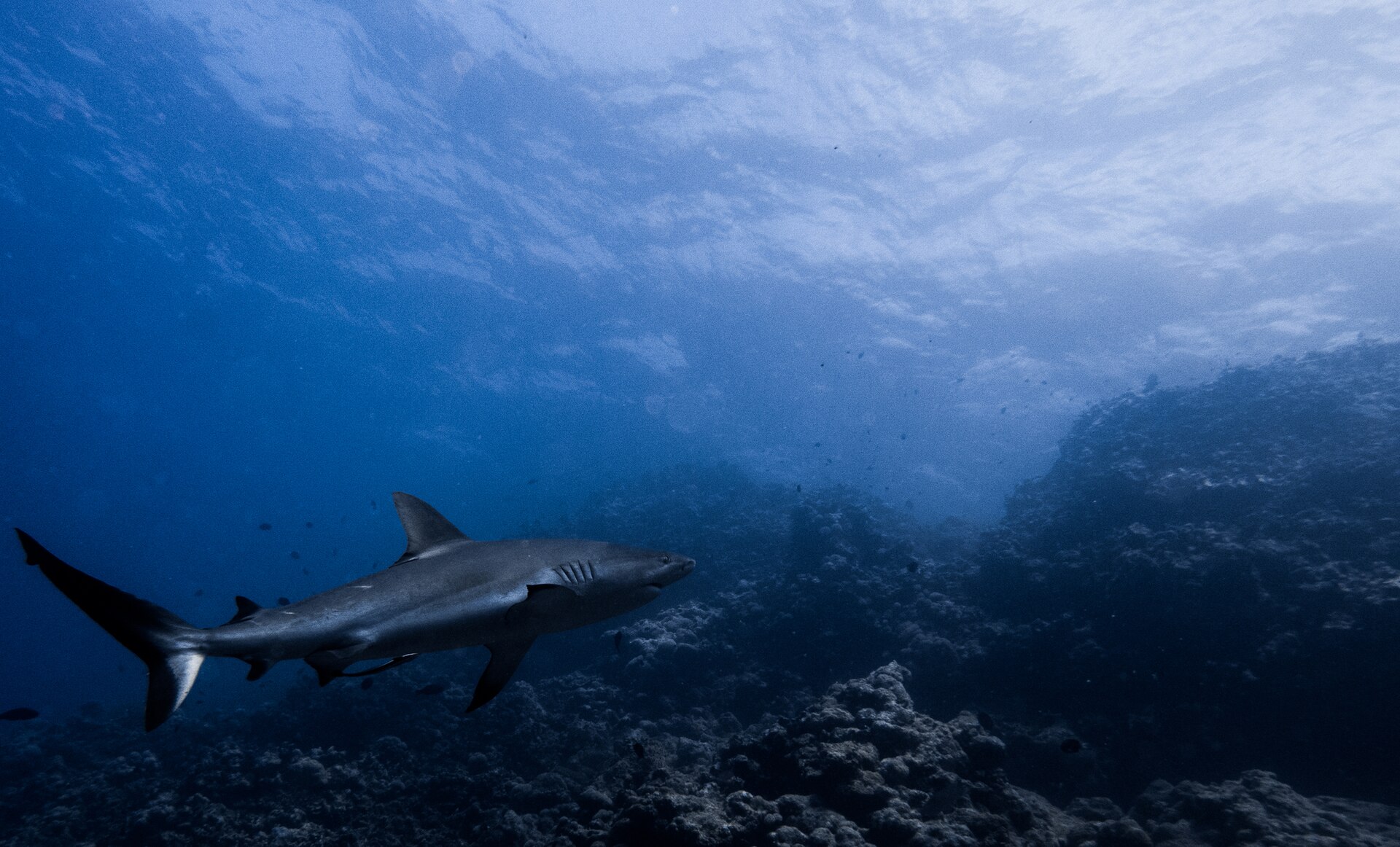 Requin gris de récif (Carcharhinus amblyrhynchos)