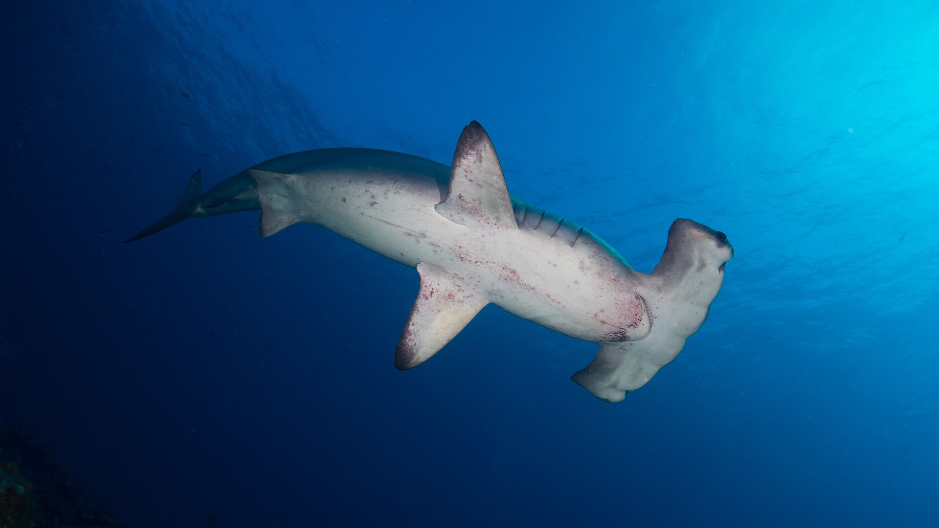 Requin-marteau halicorne (Sphyrna lewini)