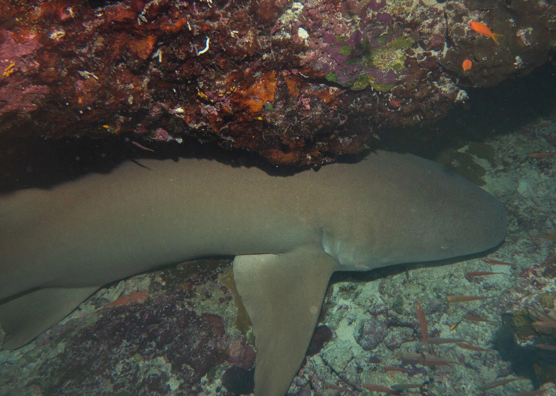 Requin nourrice fauve (Nebrius ferrugineus)