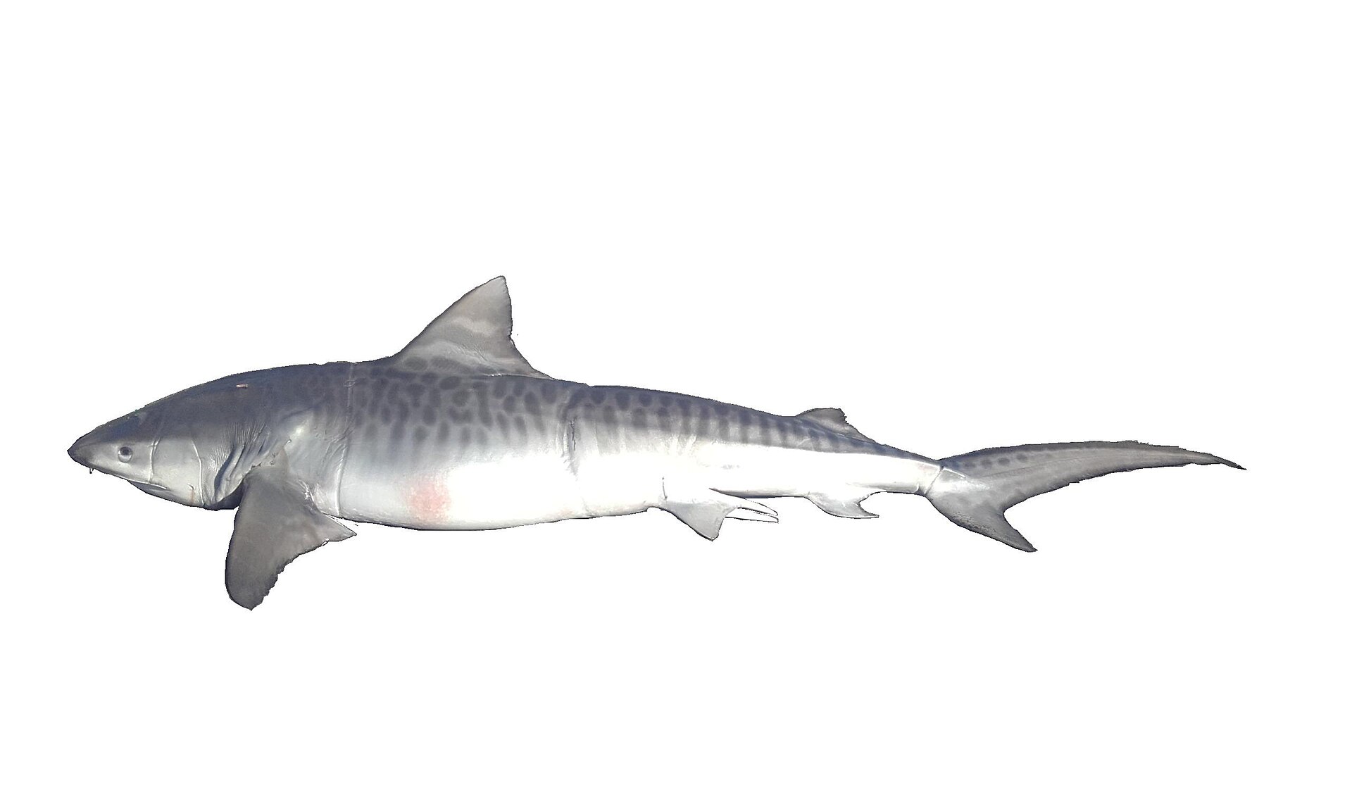 Requin tigre (Galeocerdo cuvier)