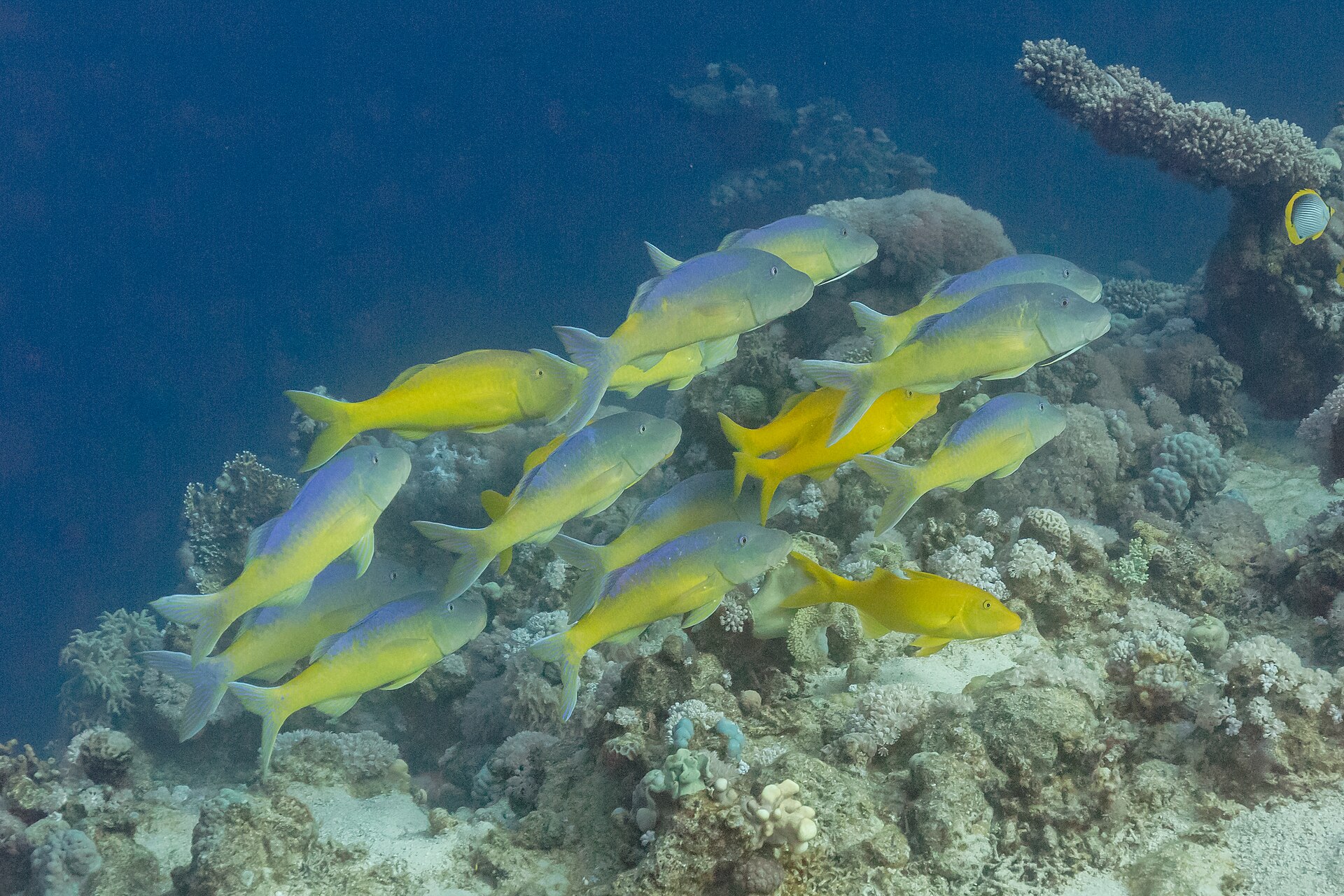 Rouget à lignes blanches (Parupeneus cyclostomus)