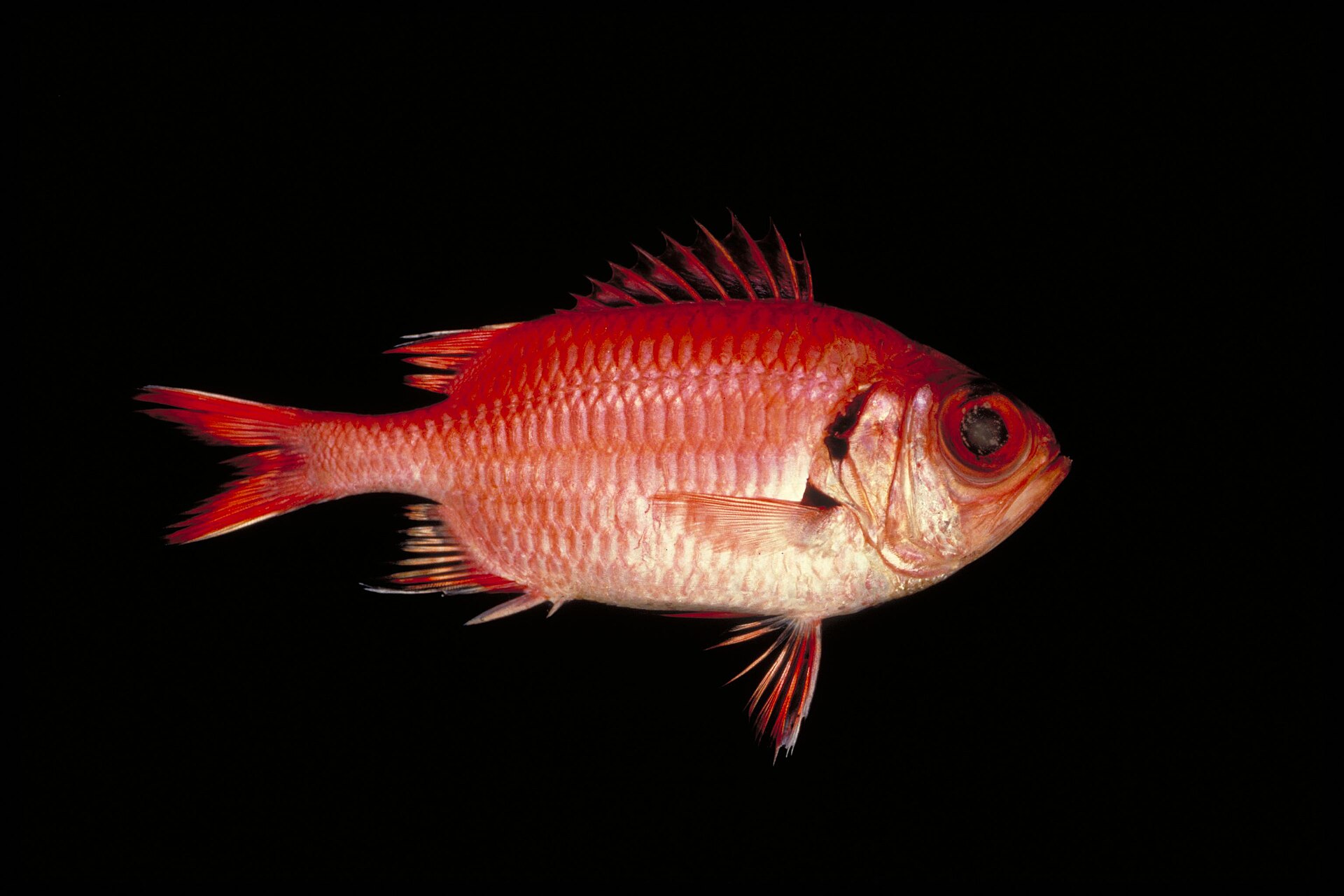 Rouget gros yeux (Myripristis berndti)
