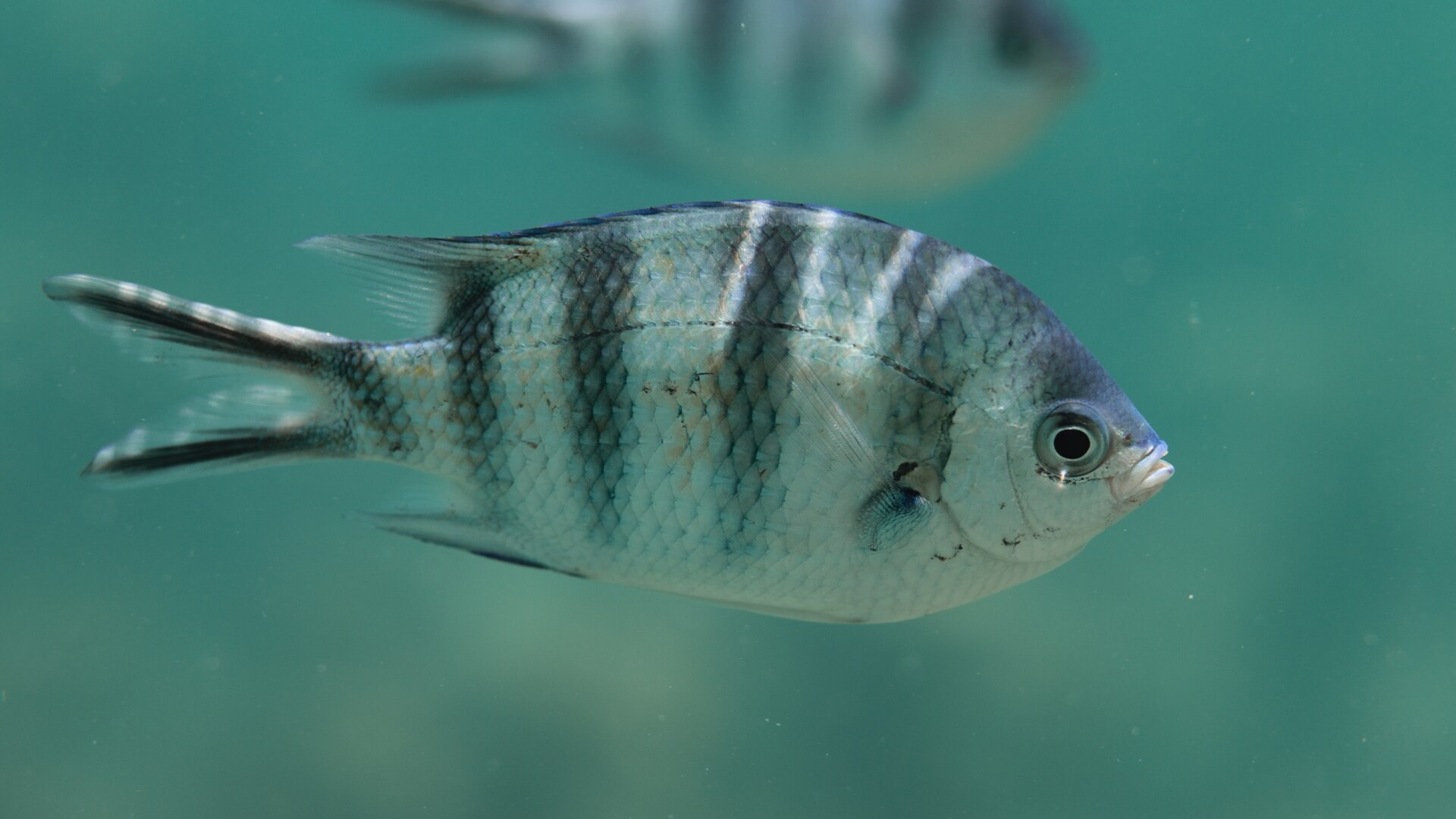 Sergent major ciseau (Abudefduf sexfasciatus)