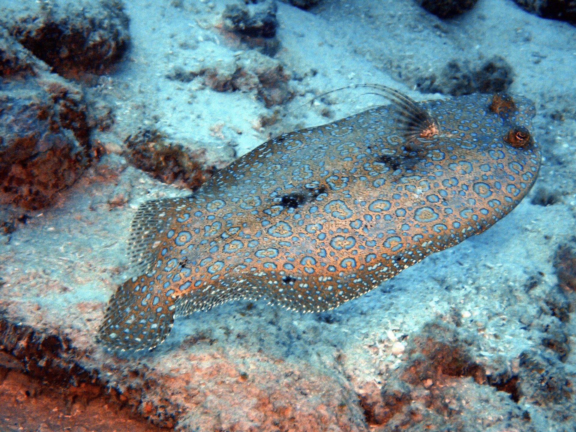 Sole tropicale (Bothus mancus)