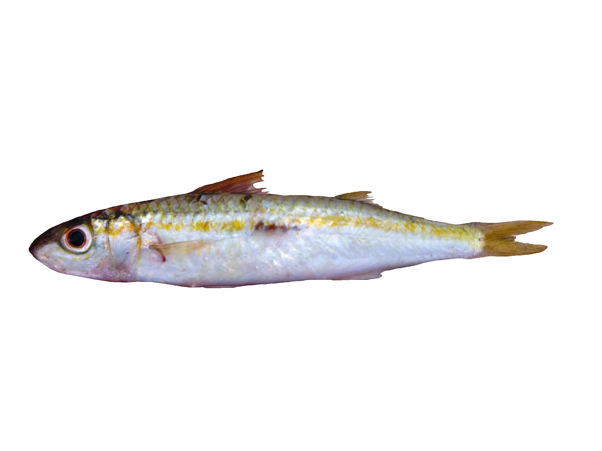 Surmulet auriflamme (Mulloidichthys flavolineatus)