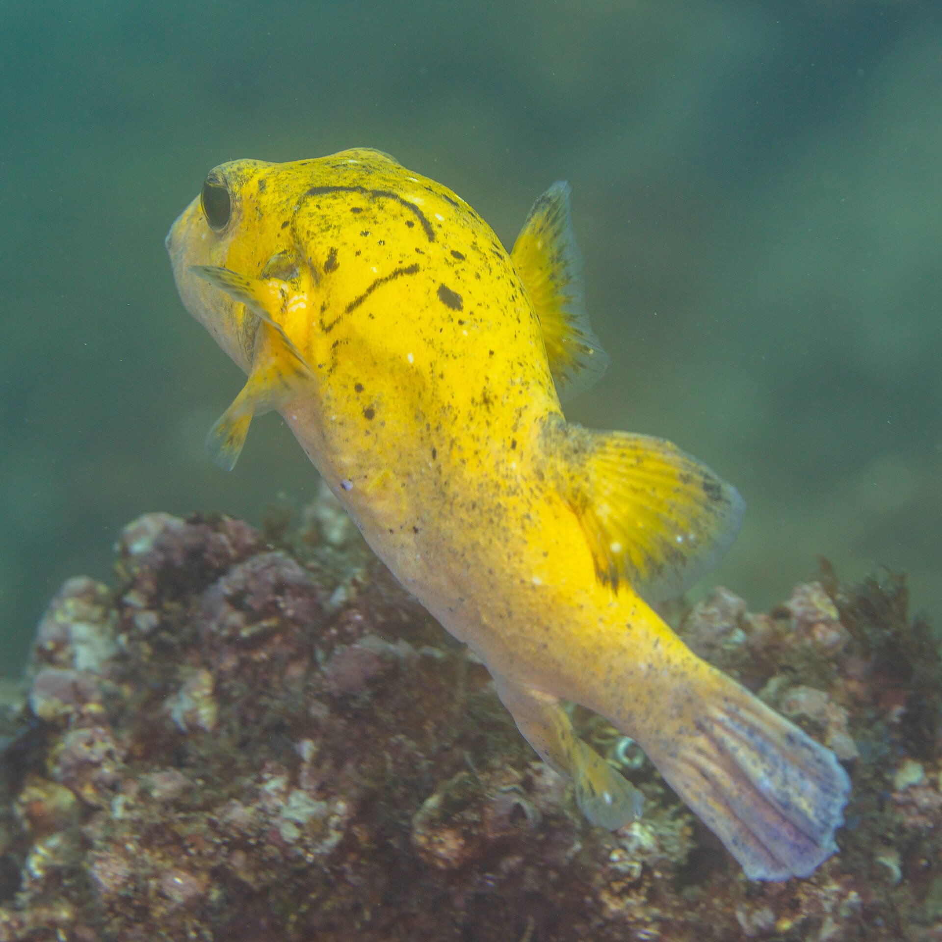 Yellow puffer (golden morph) (Arothron meleagris (forme jaune))