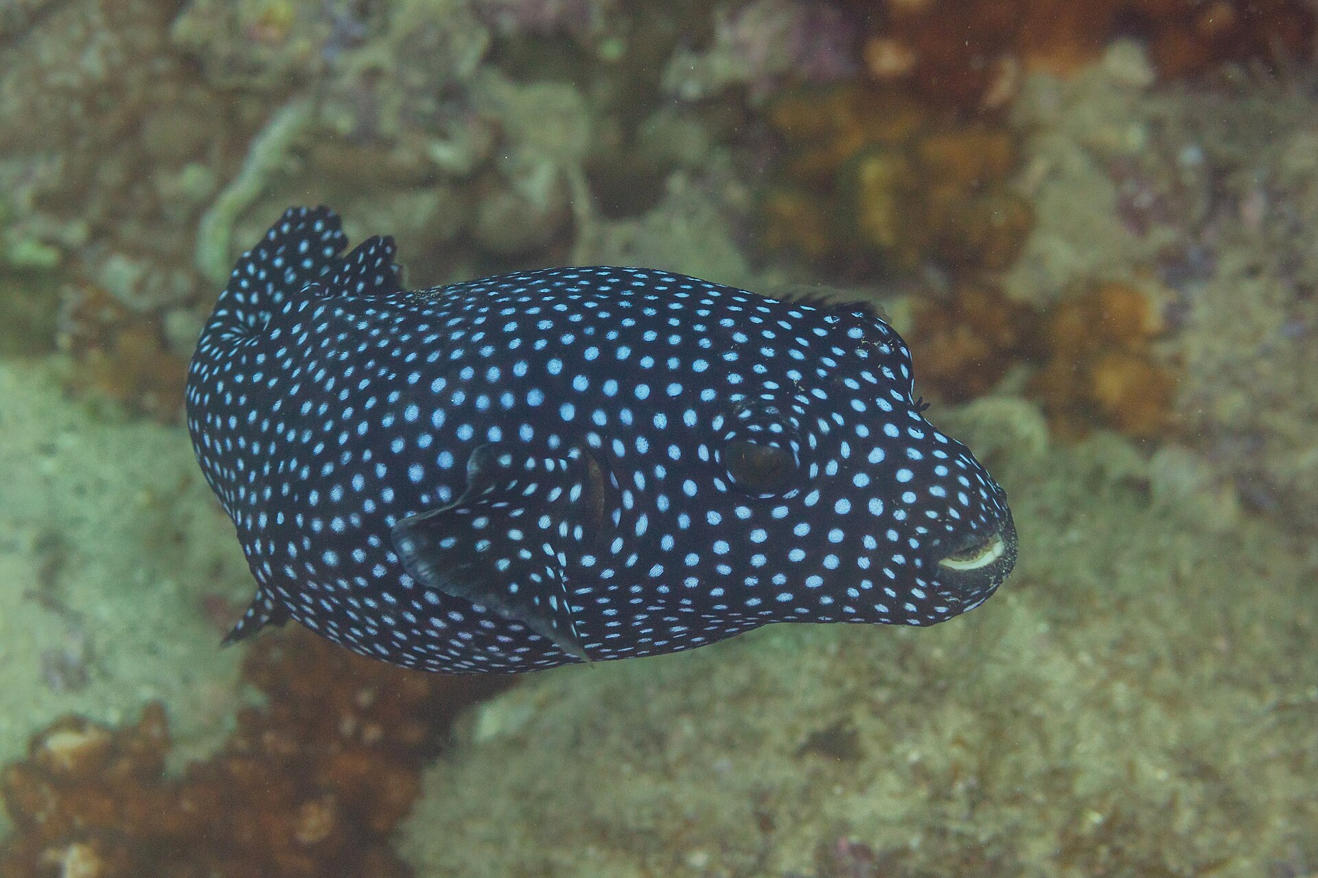 Guineafowl puffer (Arothron meleagris)