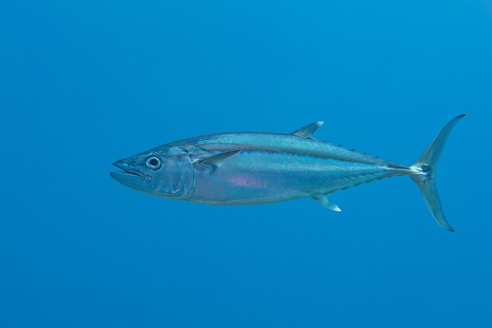 Thon à dents de chien (Gymnosarda unicolor)