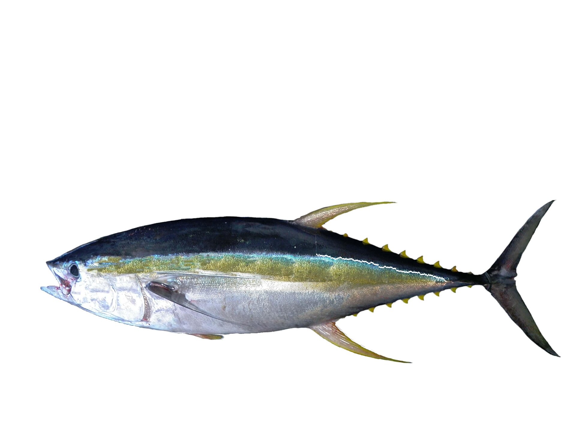 Thon jaune (Thunnus albacares)