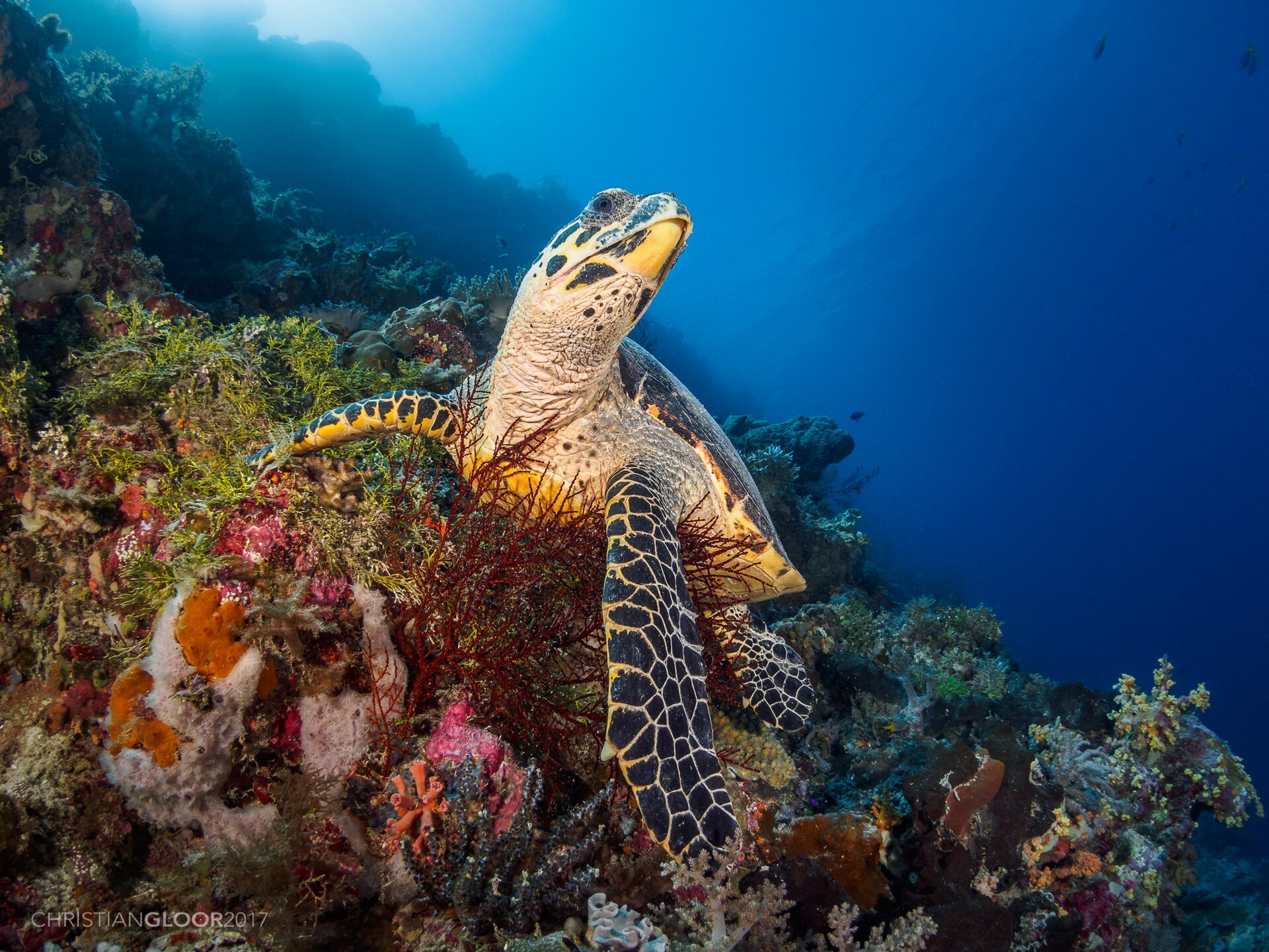 Tortue à écailles (Eretmochelys imbricata)