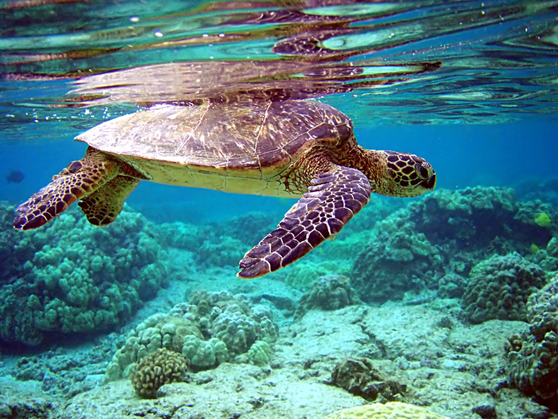 Tortue verte (Chelonia mydas)