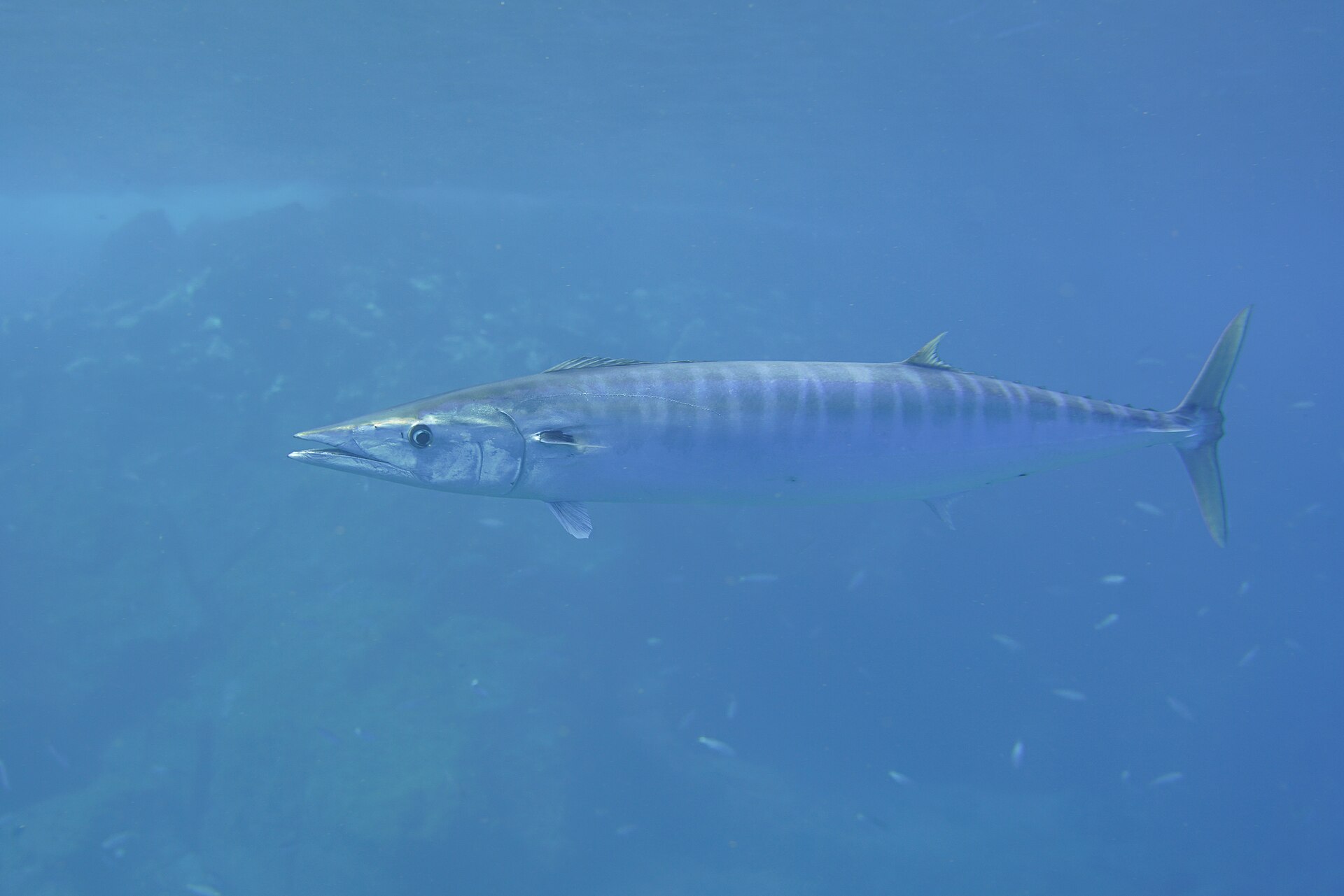 Wahoo (Acanthocybium solandri)